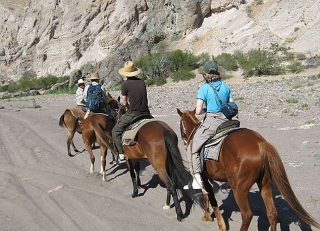  Passeios a cavalo 